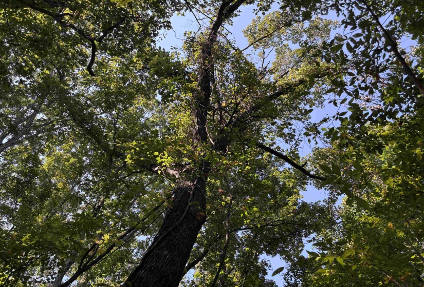 View of local wilderness