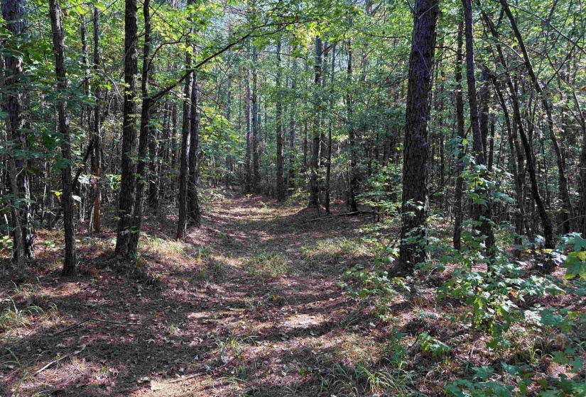 View of woods