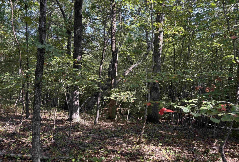 View of wooded area
