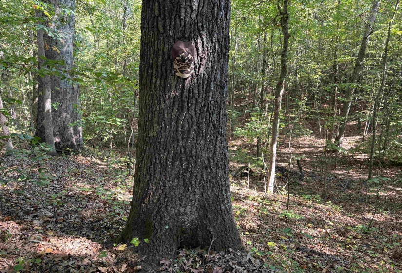 View of woods