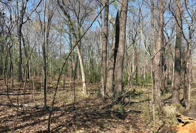 16055 HWY 76 HWY, Somerville, Tennessee 38068, 0 , 0 ,0,Land,For Sale,HWY 76,0,10218967