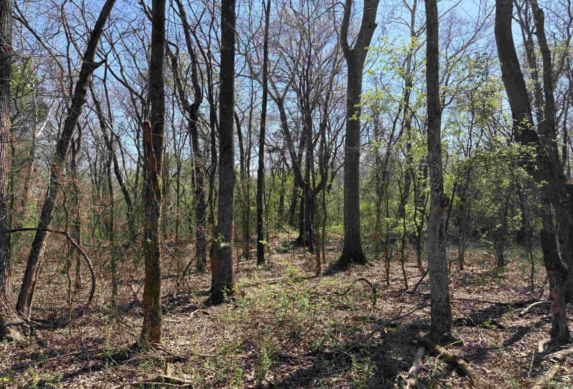 16055 HWY 76 HWY, Somerville, Tennessee 38068, 0 , 0 ,0,Land,For Sale,HWY 76,0,10218967