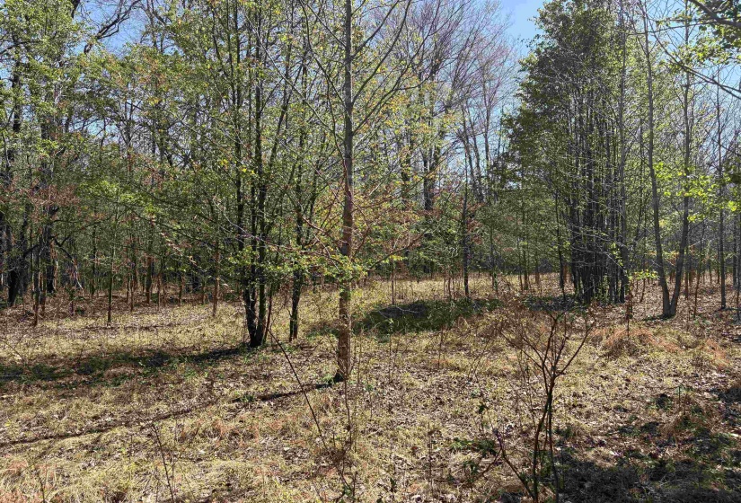 16055 HWY 76 HWY, Somerville, Tennessee 38068, 0 , 0 ,0,Land,For Sale,HWY 76,0,10218967