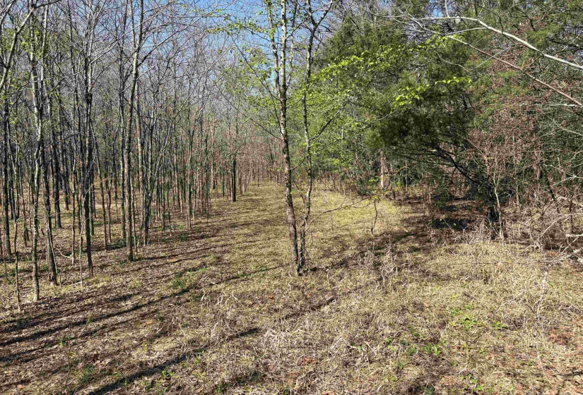 16055 HWY 76 HWY, Somerville, Tennessee 38068, 0 , 0 ,0,Land,For Sale,HWY 76,0,10218967