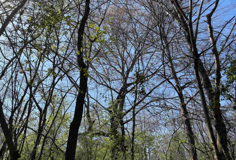 16055 HWY 76 HWY, Somerville, Tennessee 38068, 0 , 0 ,0,Land,For Sale,HWY 76,0,10218967