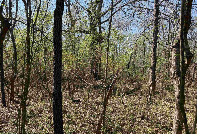 16055 HWY 76 HWY, Somerville, Tennessee 38068, 0 , 0 ,0,Land,For Sale,HWY 76,0,10218967