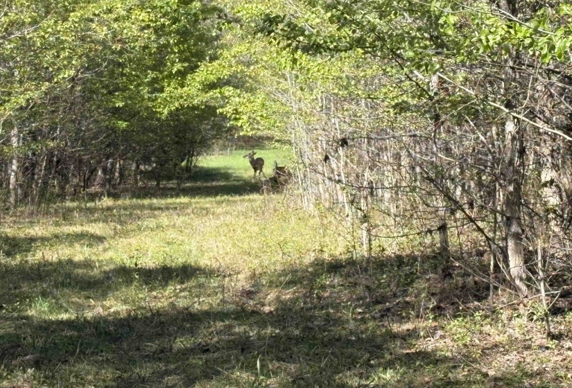 16055 HWY 76 HWY, Somerville, Tennessee 38068, 0 , 0 ,0,Land,For Sale,HWY 76,0,10218967