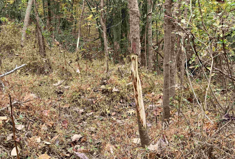 WILLIAM SWITCH RD, Henning, Tennessee 38041, ,Land,For Sale,WILLIAM SWITCH,10219272