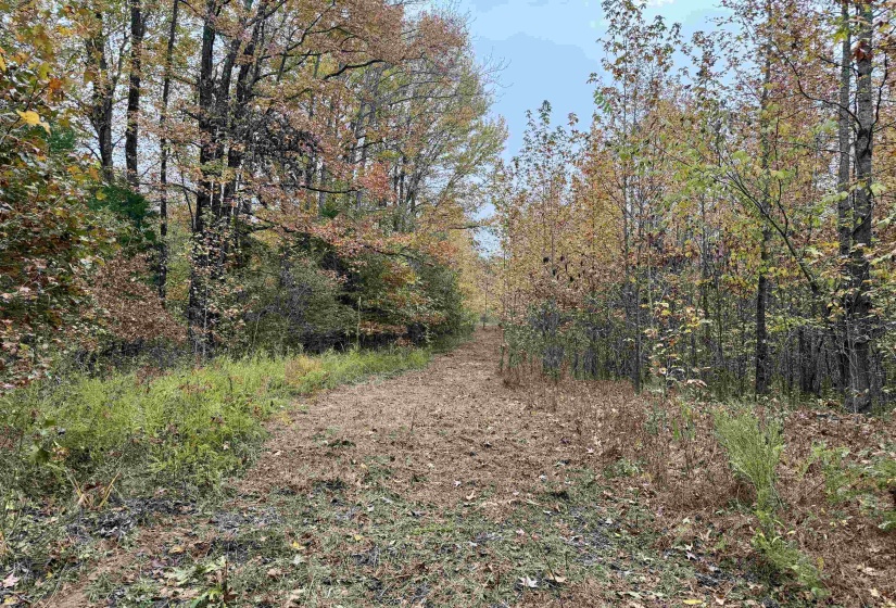 WILLIAM SWITCH RD, Henning, Tennessee 38041, ,Land,For Sale,WILLIAM SWITCH,10219272