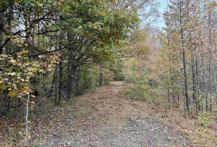 WILLIAM SWITCH RD, Henning, Tennessee 38041, ,Land,For Sale,WILLIAM SWITCH,10219272