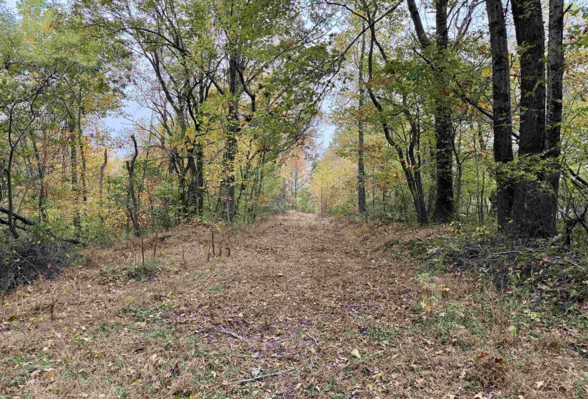 WILLIAM SWITCH RD, Henning, Tennessee 38041, ,Land,For Sale,WILLIAM SWITCH,10219272