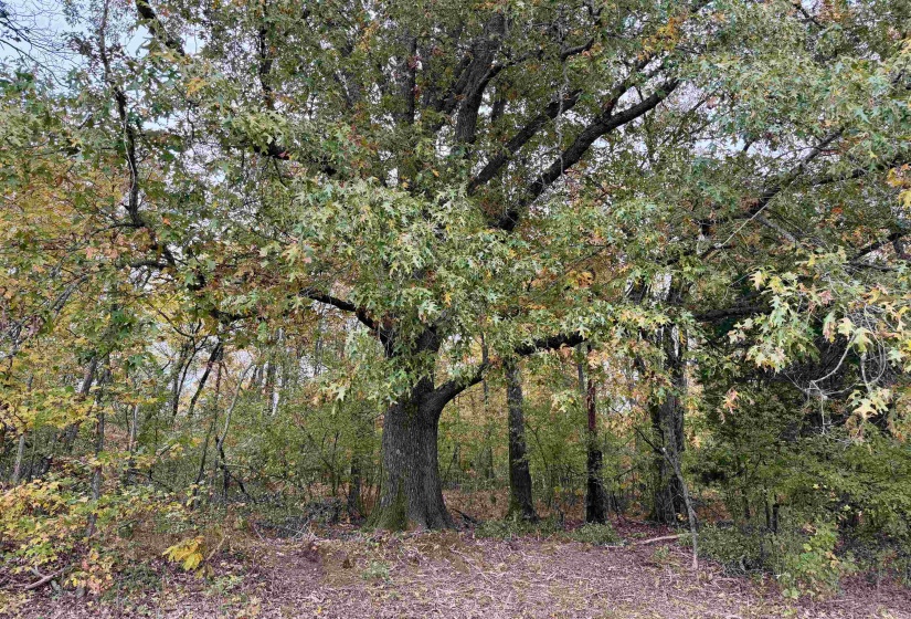 WILLIAM SWITCH RD, Henning, Tennessee 38041, ,Land,For Sale,WILLIAM SWITCH,10219272