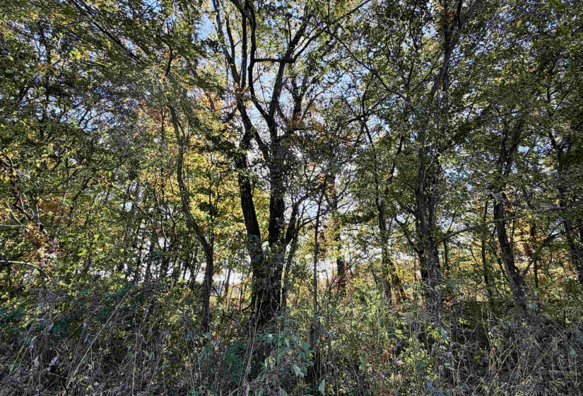 WILLIAM SWITCH RD, Henning, Tennessee 38041, ,Land,For Sale,WILLIAM SWITCH,10219272