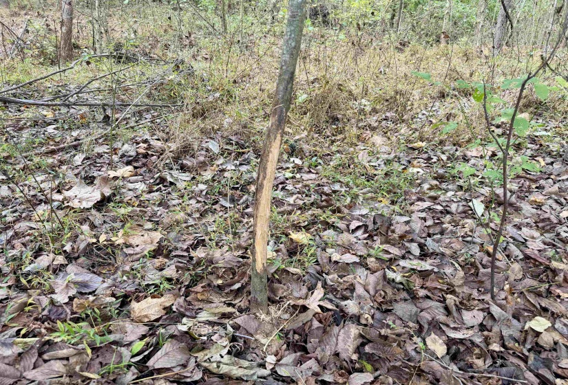 WILLIAM SWITCH RD, Henning, Tennessee 38041, ,Land,For Sale,WILLIAM SWITCH,10219272