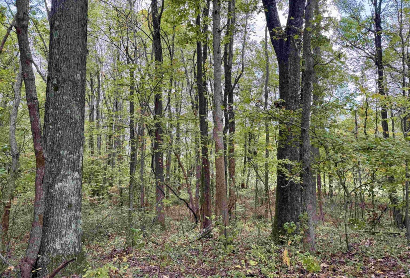 WILLIAM SWITCH RD, Henning, Tennessee 38041, ,Land,For Sale,WILLIAM SWITCH,10219272