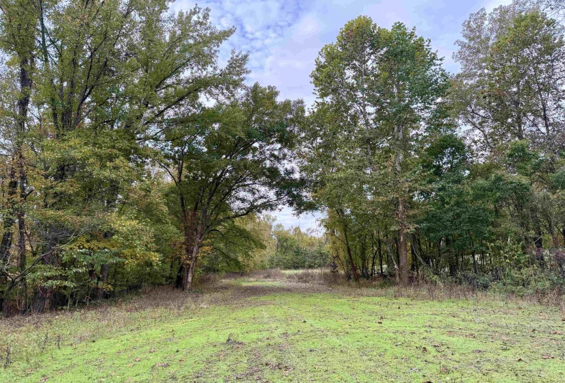 WILLIAM SWITCH RD, Henning, Tennessee 38041, ,Land,For Sale,WILLIAM SWITCH,10219272