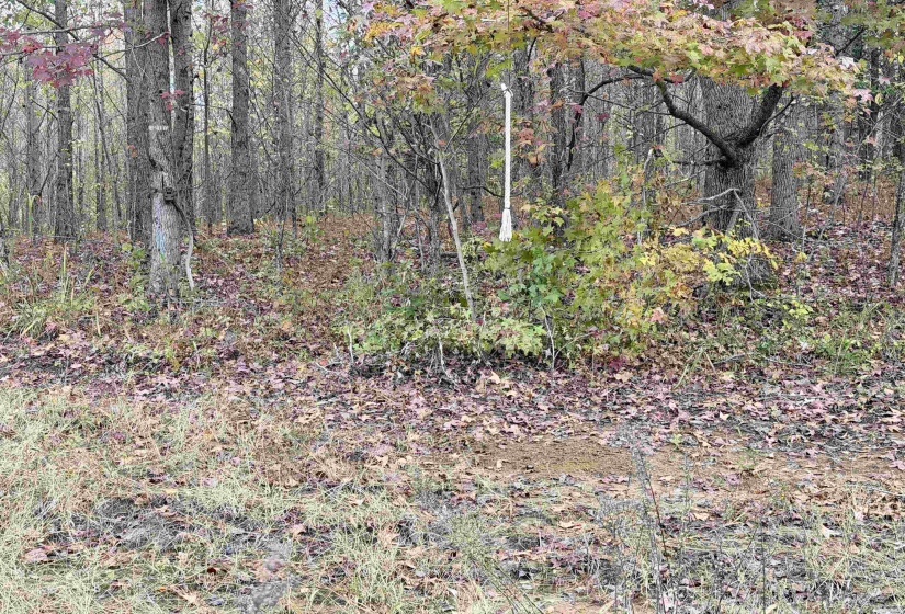 WILLIAM SWITCH RD, Henning, Tennessee 38041, ,Land,For Sale,WILLIAM SWITCH,10219272