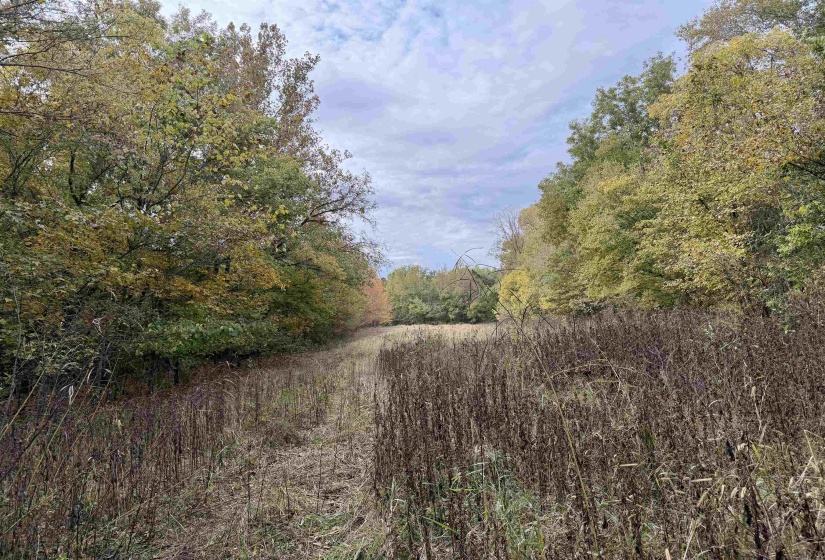 WILLIAM SWITCH RD, Henning, Tennessee 38041, ,Land,For Sale,WILLIAM SWITCH,10219272