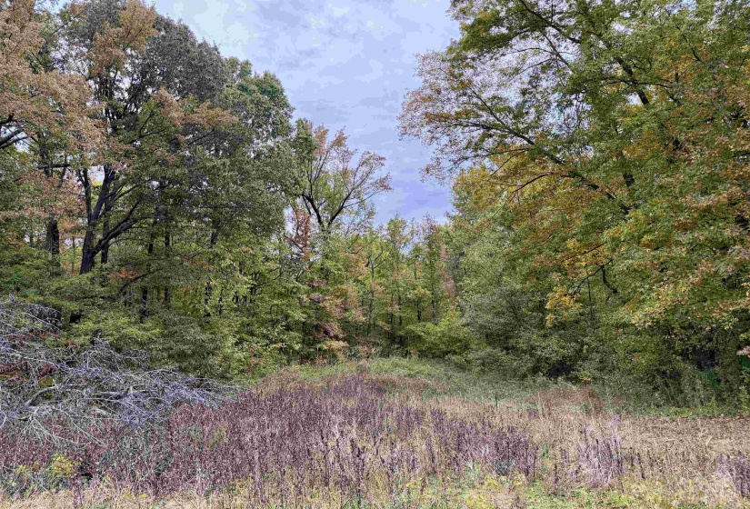WILLIAM SWITCH RD, Henning, Tennessee 38041, ,Land,For Sale,WILLIAM SWITCH,10219272