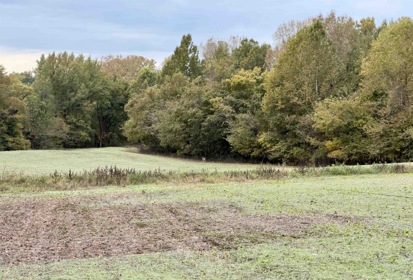 WILLIAM SWITCH RD, Henning, Tennessee 38041, ,Land,For Sale,WILLIAM SWITCH,10219272