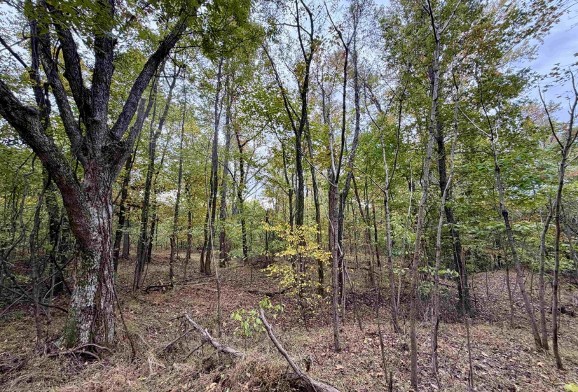 WILLIAM SWITCH RD, Henning, Tennessee 38041, ,Land,For Sale,WILLIAM SWITCH,10219272
