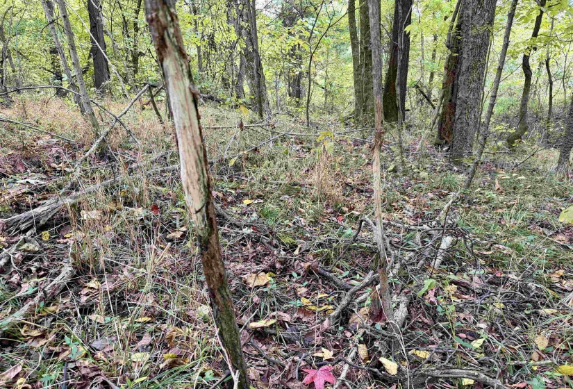 WILLIAM SWITCH RD, Henning, Tennessee 38041, ,Land,For Sale,WILLIAM SWITCH,10219272