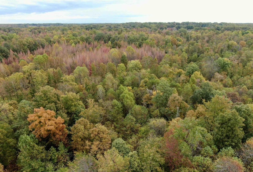WILLIAM SWITCH RD, Henning, Tennessee 38041, ,Land,For Sale,WILLIAM SWITCH,10219272