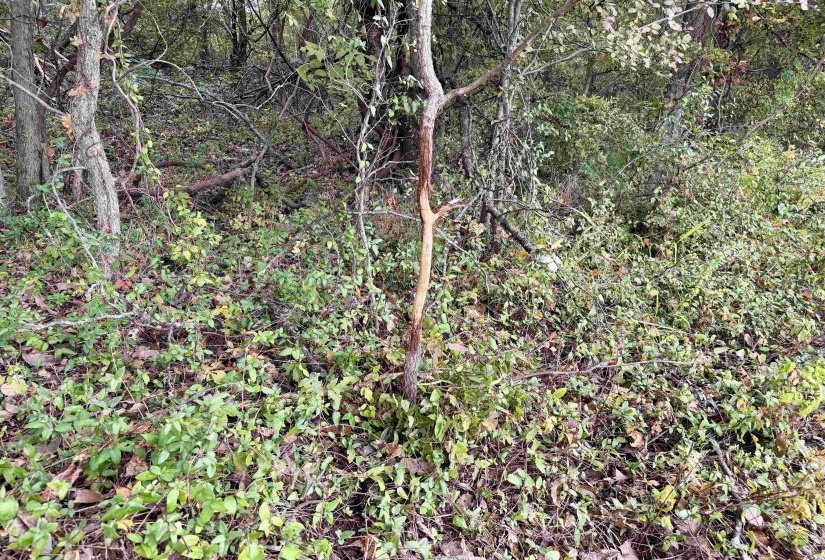 WILLIAM SWITCH RD, Henning, Tennessee 38041, ,Land,For Sale,WILLIAM SWITCH,10219272