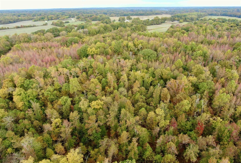 WILLIAM SWITCH RD, Henning, Tennessee 38041, ,Land,For Sale,WILLIAM SWITCH,10219272