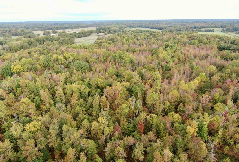 WILLIAM SWITCH RD, Henning, Tennessee 38041, ,Land,For Sale,WILLIAM SWITCH,10219272