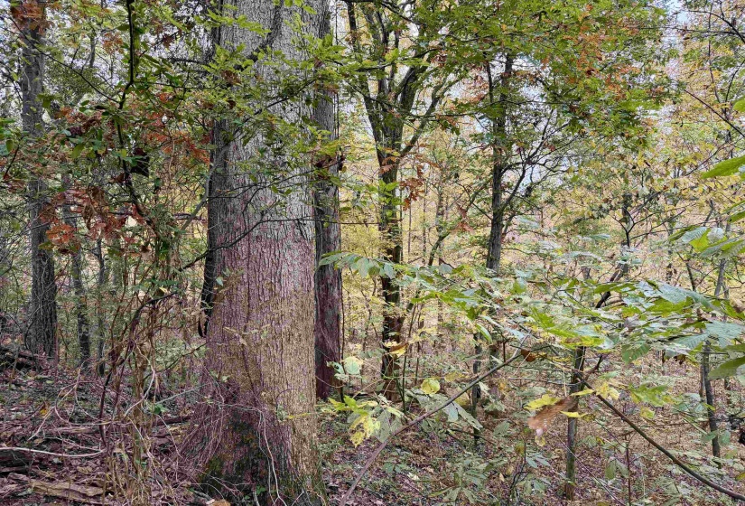 WILLIAM SWITCH RD, Henning, Tennessee 38041, ,Land,For Sale,WILLIAM SWITCH,10219272