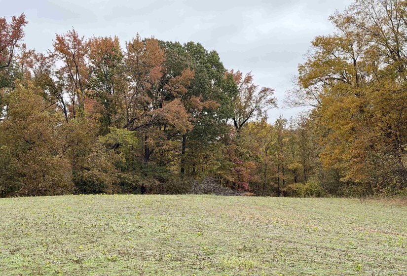 WILLIAM SWITCH RD, Henning, Tennessee 38041, ,Land,For Sale,WILLIAM SWITCH,10219272