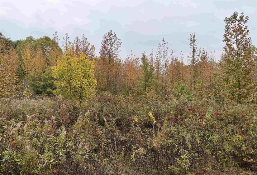WILLIAM SWITCH RD, Henning, Tennessee 38041, ,Land,For Sale,WILLIAM SWITCH,10219272