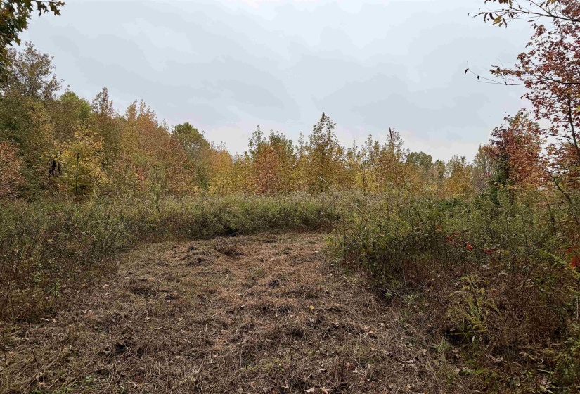 WILLIAM SWITCH RD, Henning, Tennessee 38041, ,Land,For Sale,WILLIAM SWITCH,10219272