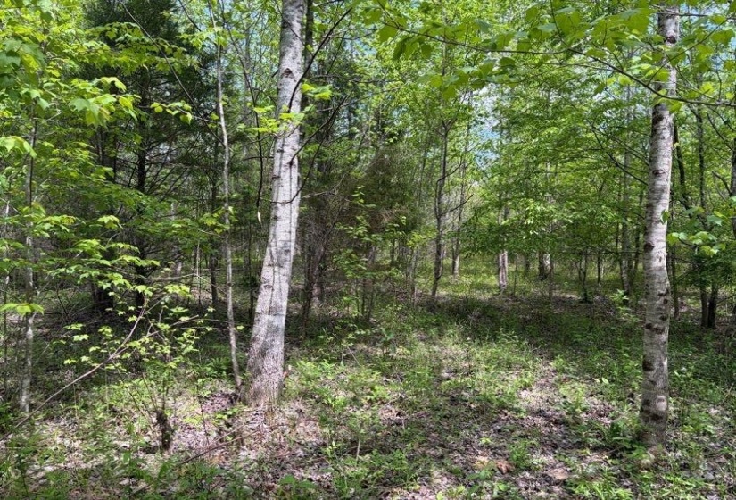 0 FOSTER RD, Adamsville, Tennessee 38310, ,Land,For Sale,FOSTER,10219479