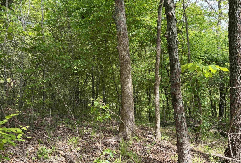 0 FOSTER RD, Adamsville, Tennessee 38310, ,Land,For Sale,FOSTER,10219479