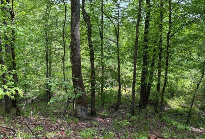 0 FOSTER RD, Adamsville, Tennessee 38310, ,Land,For Sale,FOSTER,10219479