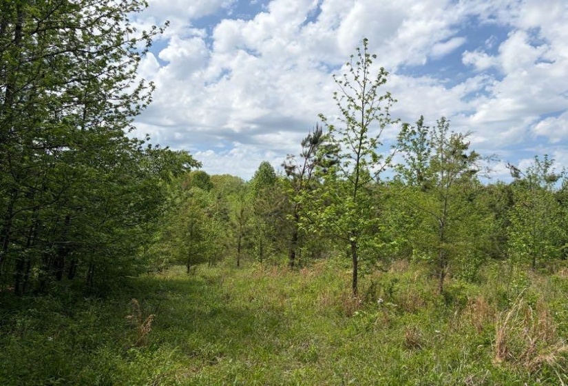 0 FOSTER RD, Adamsville, Tennessee 38310, ,Land,For Sale,FOSTER,10219479