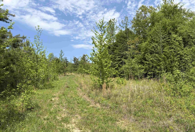 0 FOSTER RD, Adamsville, Tennessee 38310, ,Land,For Sale,FOSTER,10219479