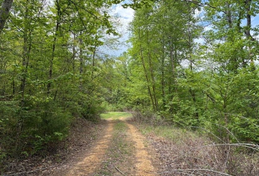 0 FOSTER RD, Adamsville, Tennessee 38310, ,Land,For Sale,FOSTER,10219479