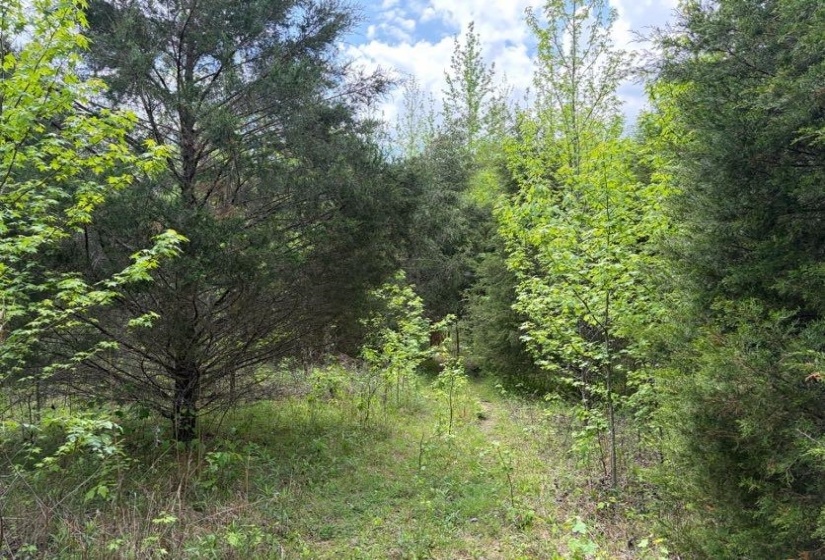 0 FOSTER RD, Adamsville, Tennessee 38310, ,Land,For Sale,FOSTER,10219479