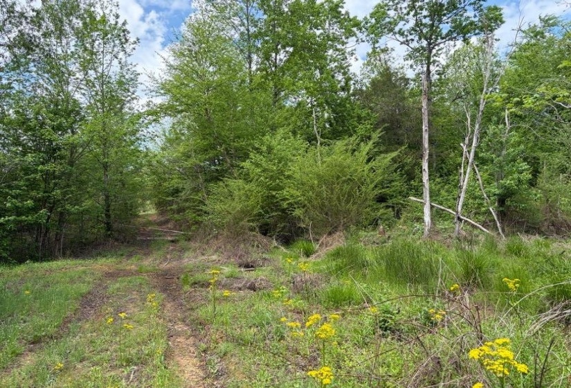 0 FOSTER RD, Adamsville, Tennessee 38310, ,Land,For Sale,FOSTER,10219479