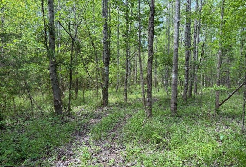 0 FOSTER RD, Adamsville, Tennessee 38310, ,Land,For Sale,FOSTER,10219479