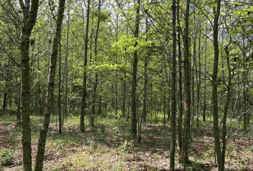 0 FOSTER RD, Adamsville, Tennessee 38310, ,Land,For Sale,FOSTER,10219479