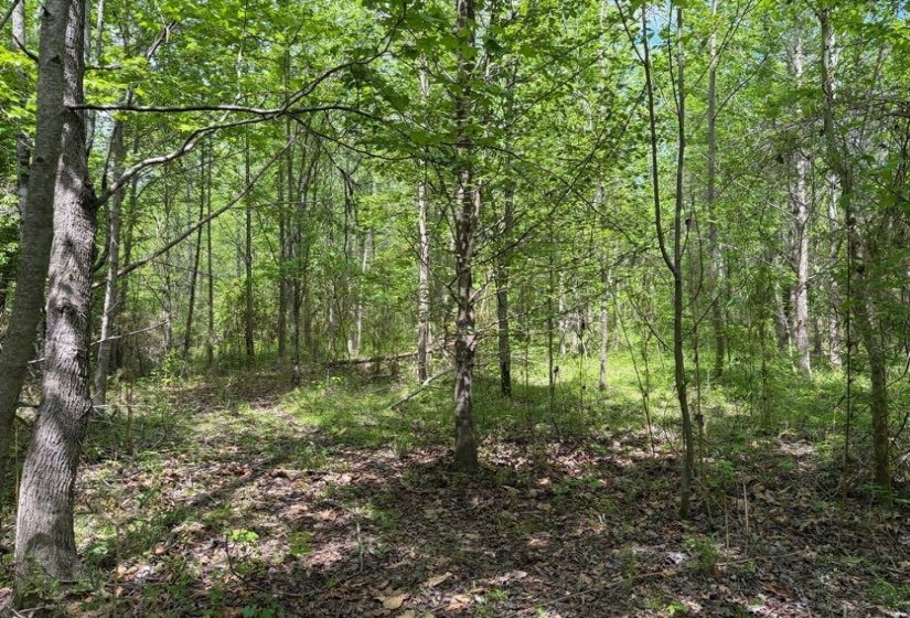 0 FOSTER RD, Adamsville, Tennessee 38310, ,Land,For Sale,FOSTER,10219479