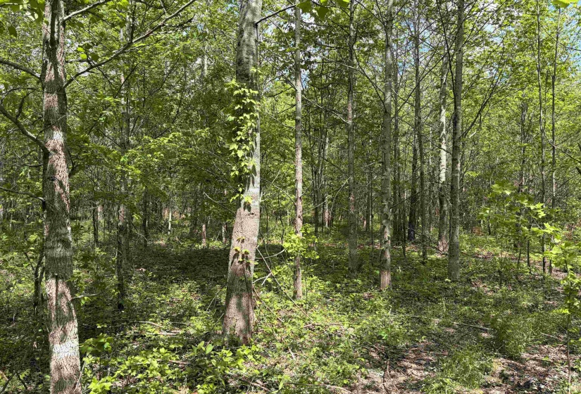 0 FOSTER RD, Adamsville, Tennessee 38310, ,Land,For Sale,FOSTER,10219479