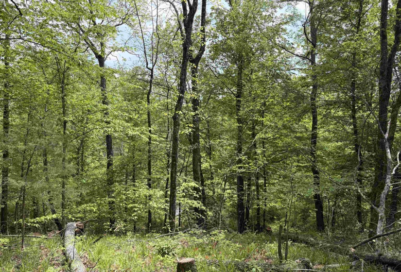 0 FOSTER RD, Adamsville, Tennessee 38310, ,Land,For Sale,FOSTER,10219479