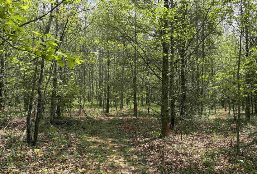 0 FOSTER RD, Adamsville, Tennessee 38310, ,Land,For Sale,FOSTER,10219479