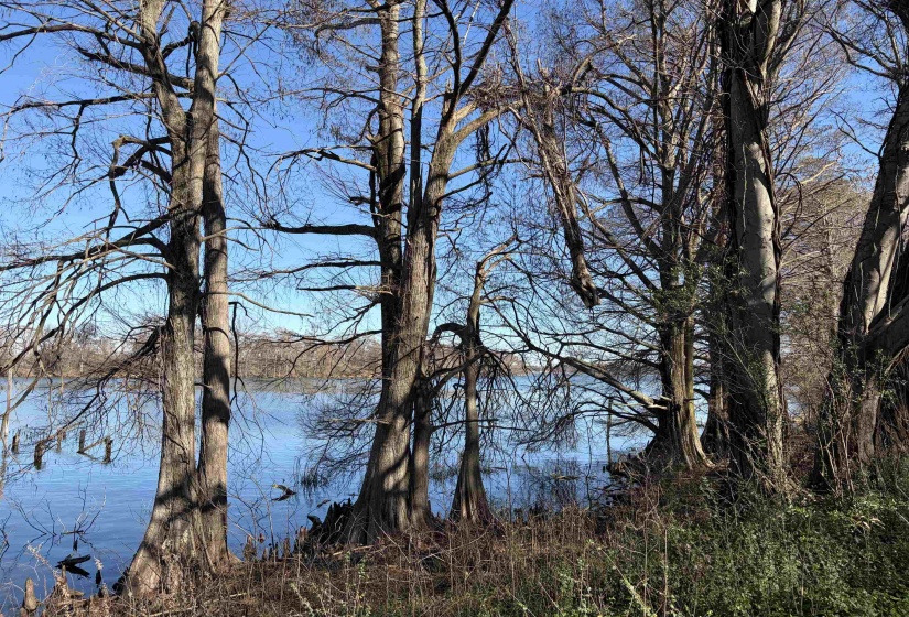 8163 HORSESHOE CIR, Hughes, Arkansas 72348, ,Land,For Sale,HORSESHOE,10219546