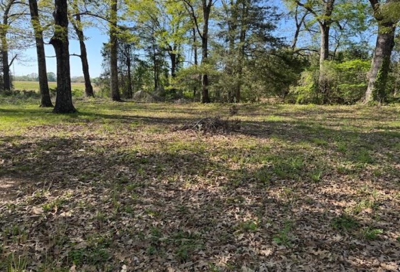 View of local wilderness